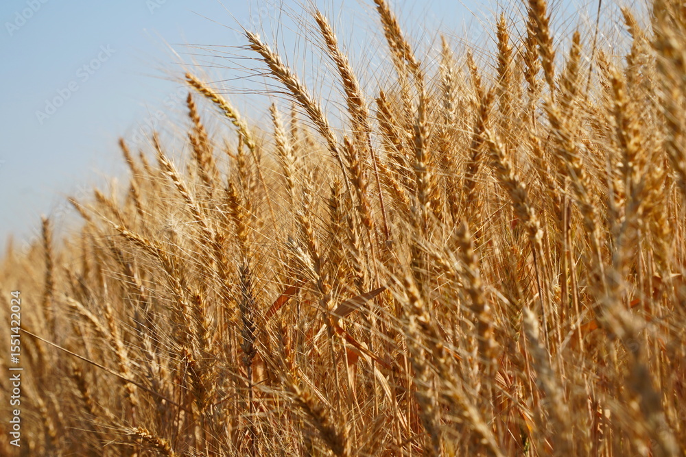 Fototapeta premium Stems with grains. A huge field of ripening wheat under the bright sun.