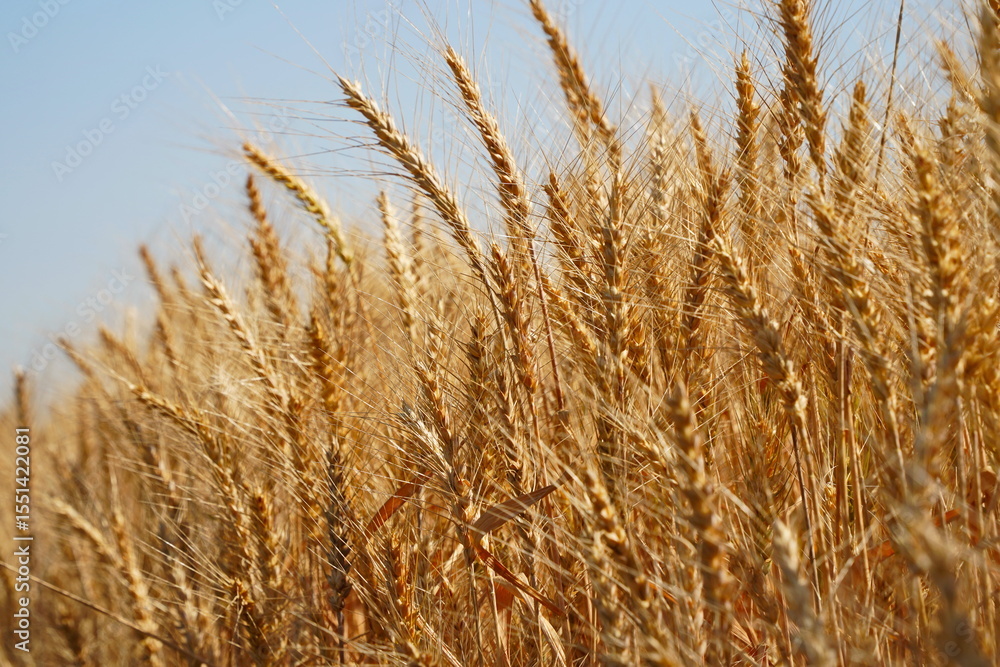 Stems with grains. A huge field of ripening wheat under the bright sun. Stems with grains. A huge field of ripening wheat under the bright sun.