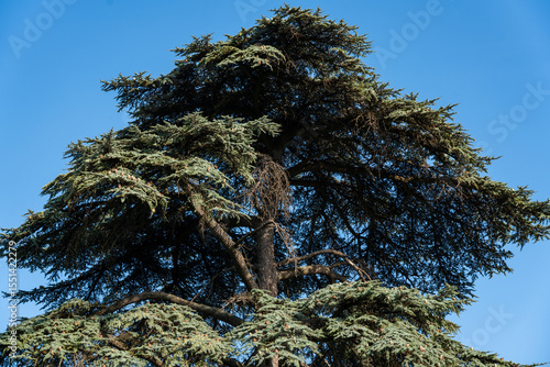 Old shady Massandra Park in Crimea. Majestic coniferous cedar tree Cedrus libani or Lebanon cedar stands tall against clear blue sky. Thick trunk and sprawling branches showcase its age and resilience