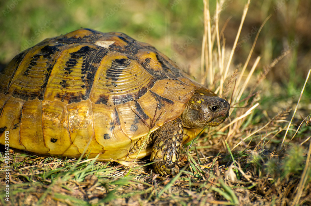 Obraz premium the hermann's tortoise on the grass