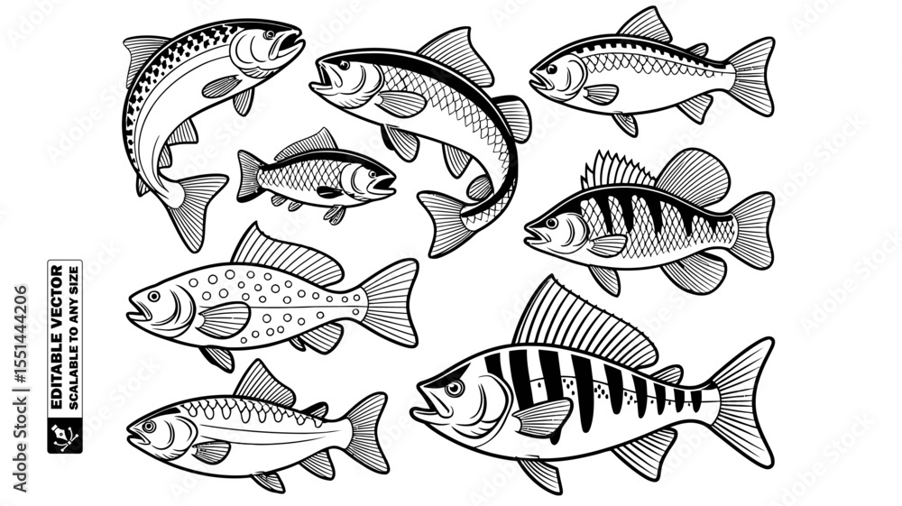 Collection of various outlined fish species and a seahorse in a vector graphic design style Collection of various outlined fish species and a seahorse in a vector graphic design style