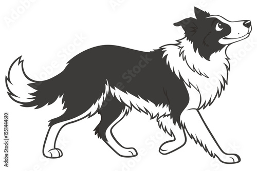 A Black and White Border Collie Striding with a Gentle Upward Gaze, Displaying its Classic Coat Pattern and Energetic Posture