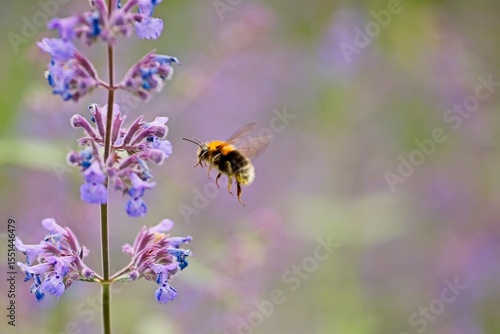 Obraz na płótnie bumble bee and purple flower