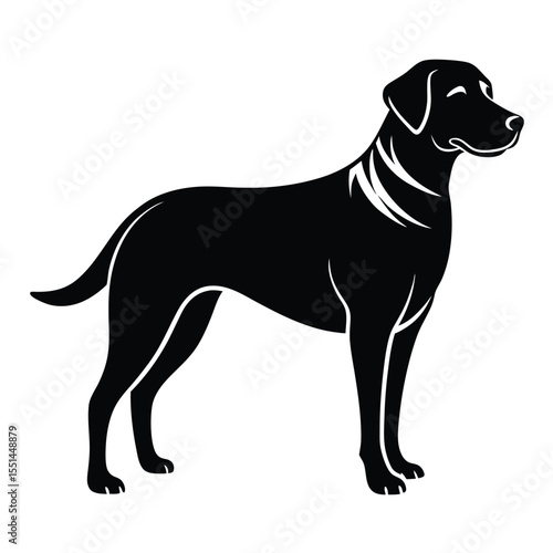 Majestic Canine Silhouette A Noble Black Labrador Retriever Standing Tall with Grace and Poise Against a Pristine White Backdrop