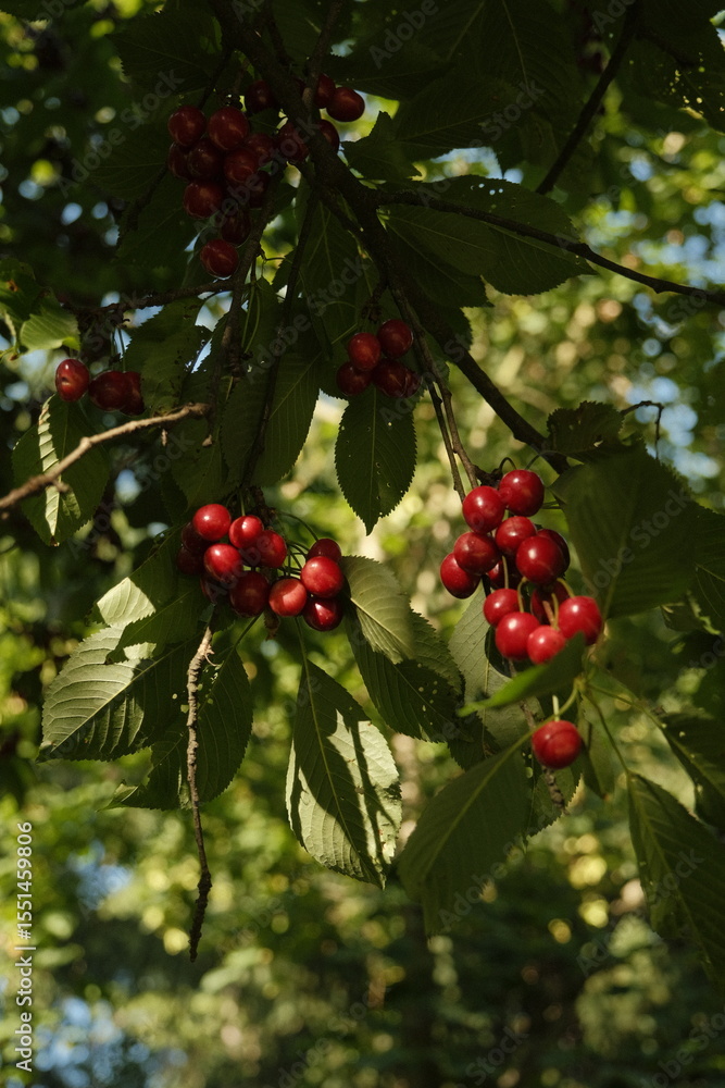 Ripe cherries on a tree Ripe cherries on a tree