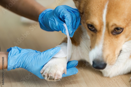 Veterinary Treatment. Vet bandaging corgi dog's paw in clinic.
