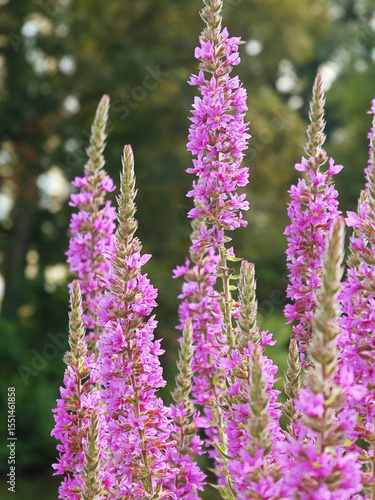 Gardening: pink flowers of purple loosestrife (Lythrum salicaria), inflorescences organized in decorative spikes, blurred background