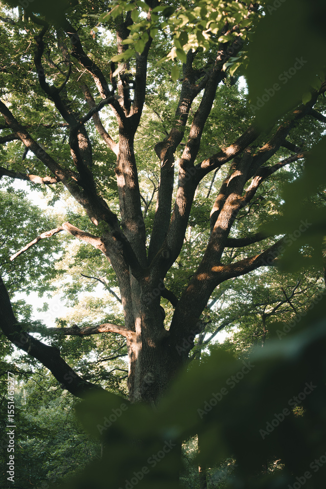 Obraz premium Chêne majestueux baigné de lumière dans la forêt