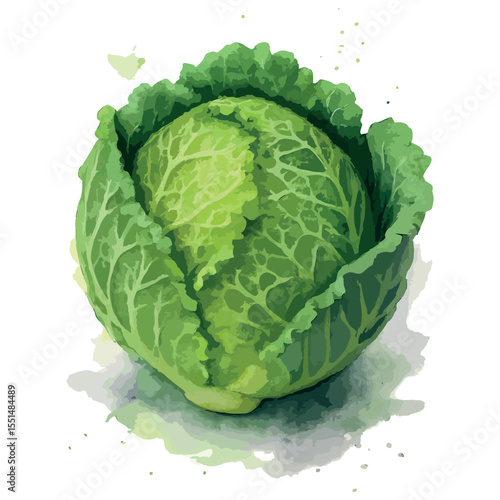 Watercolor vector illustration of savoy cabbage, isolated on white background.