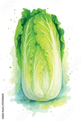 Watercolor vector illustration of napa cabbage, isolated on white background.