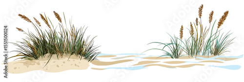 Coastal sea oats and beach grass clumps growing on sandy shore with water reflections in minimalist vector style for environmental restoration concept