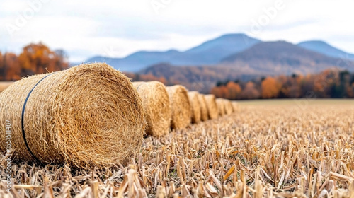Hay bales on a sunny field with soft background and rural landscape