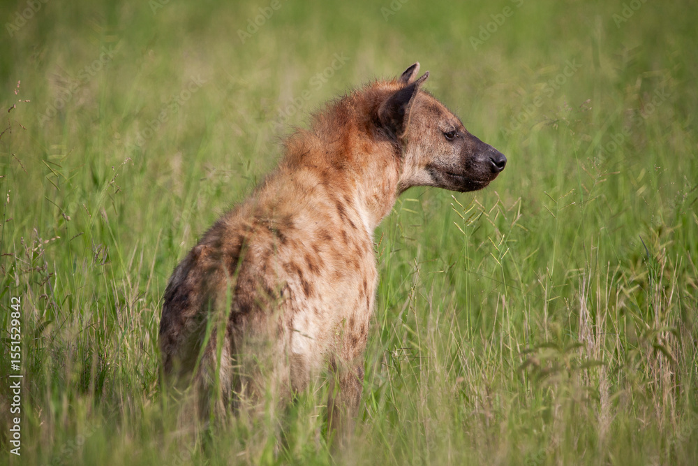Spotted Hyena in the Kruger National Park, South Africa
Spotted Hyena in the Kruger National Park, South Africa