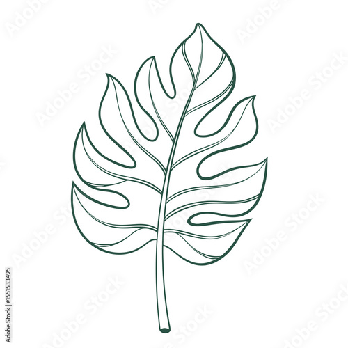 Elegant dark green outline drawing of a monstera deliciosa leaf with a white background