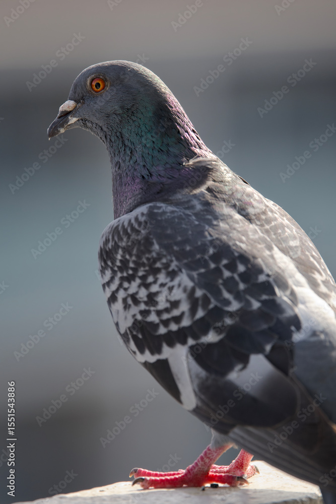 Obraz premium Closeup of a pigeon on a wall in the city