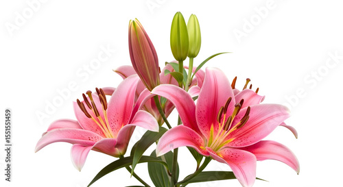 Pink stargazer lilies bouquet isolated on white background