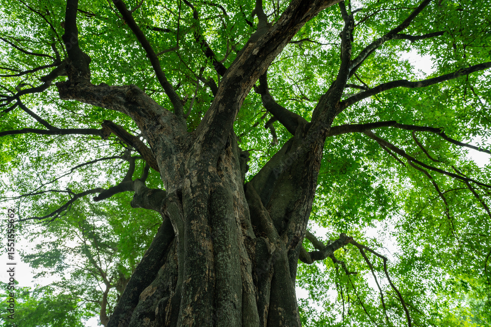 Naklejka premium Low angle view ancient tree with green canopy in forest. Natural carbon capture and sequestration for climate change sustainability. Carbon neutrality and natural ecosystem environmental conservation.