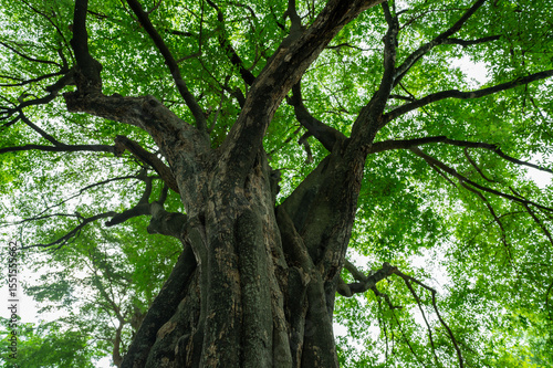 Low angle view ancient tree with green canopy in forest. Natural carbon capture and sequestration for climate change sustainability. Carbon neutrality and natural ecosystem environmental conservation.