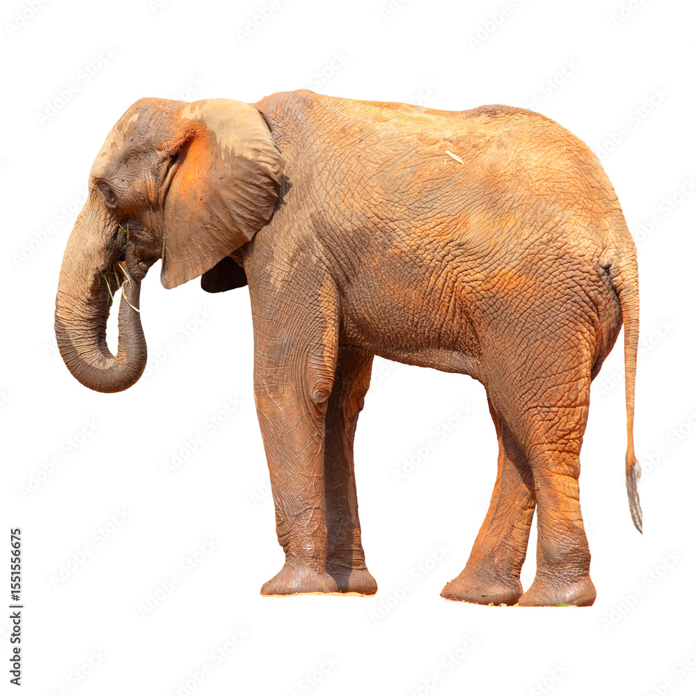 Fototapeta premium Elephant isolated on white background.