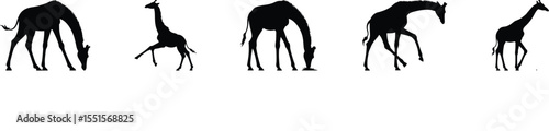 Set of five giraffe silhouette vector designs showing various walking and grazing wildlife poses