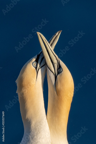 A loving pair of Northern Gannets on Helgoland