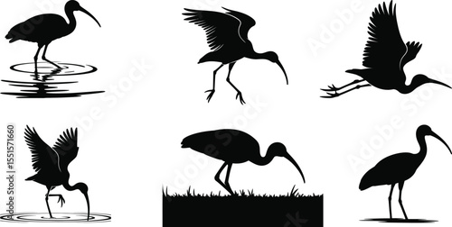 Expressive ibis silhouette vector characters in water, flight and grounded scene with water reflection