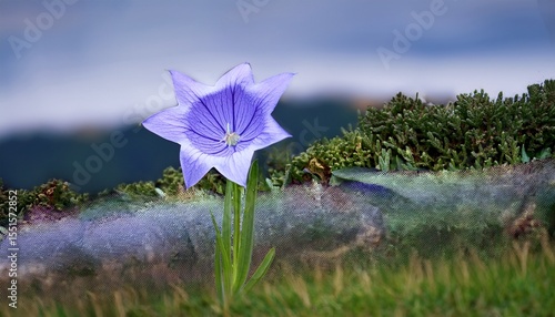 Obraz na płótnie balloon flower or platycodon grandiflorus