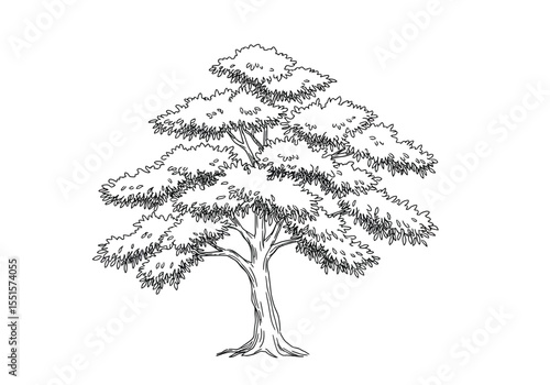 China tree drawing. It is a vector sketch line art drawing of a tree, possibly a Chinese elm or pagoda tree, with distinct foliage. Vector sketch line art draw.