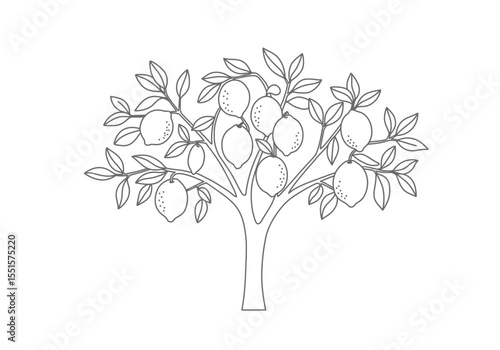 Lemon tree drawing. It is a vector sketch line art drawing of a lemon tree with ripe lemons and leaves. Vector sketch line art draw.