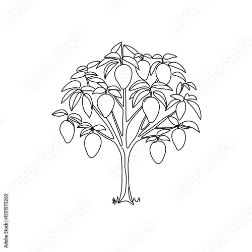 Mango tree drawing. It is a vector sketch line art drawing of a mango tree with hanging mango fruits and leaves, symbolizing tropical produce. Vector sketch line art draw.