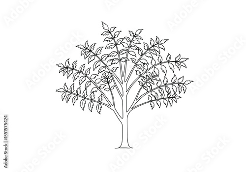 Neem tree drawing. It is a vector sketch line art drawing of a neem tree with many small leaves, known for its medicinal properties. Vector sketch line art draw.