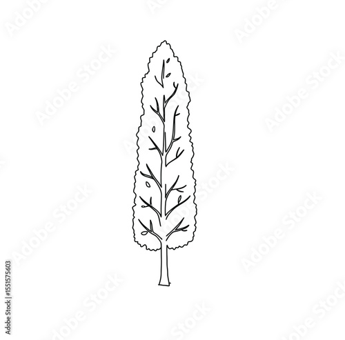 Poplar tree drawing. It is a vector sketch line art drawing of a tall, slender poplar tree with narrow leaves, known for its rapid growth. Vector sketch line art draw.