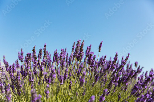 Lavandes en fleurs en premier plan et ciel bleu en arrière plan