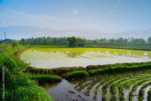 Scenic view of a traditional toddy shop nestled in the middle of lush green paddy fields, Palakkad, Kerala, India.