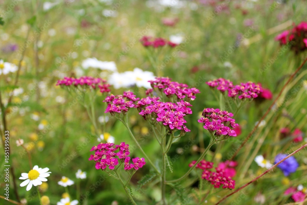 Obraz premium colorful meadow flowers in summer, natural floral background