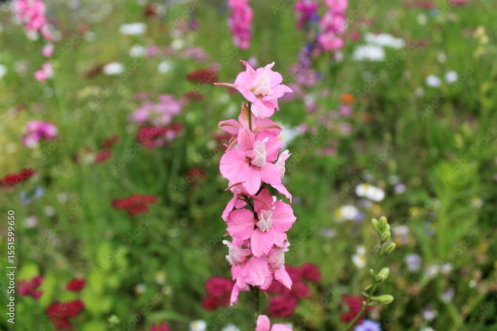 summer flowers in the meadow summer flowers in the meadow