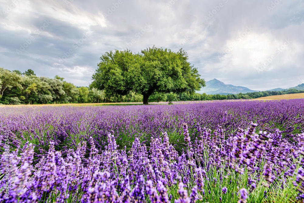A scenic lavender field in Provence, France, with a single tree standing tall among the rows of purple flowers. A scenic lavender field in Provence, France, with a single tree standing tall among the rows of purple flowers.