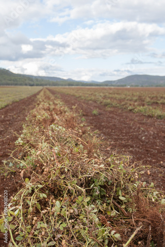 Peanuts freshly dug from the soil and ready to harvest