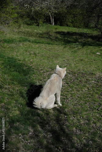 dog in the field, Akita