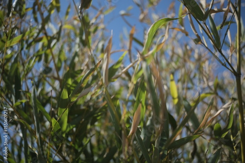 bamboo and sky