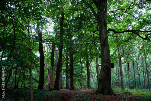 Dense forest with tall trees and lush foliage in shades of green, forests in the Oldenburg region in June, Lower Saxony, Germany. Deciduous tree, mixed forest, beech