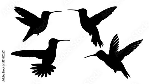 humming bird silhouette vector illustration on tranparent background