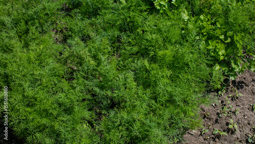 Принти на полотні Lush dill foliage rustling in summer breeze, whispering secrets of midsummer pot