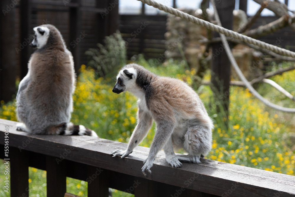 Fototapeta premium Ring-Tailed Lemurs Resting on a Wooden Fence in a Vibrant Outdoor Habitat