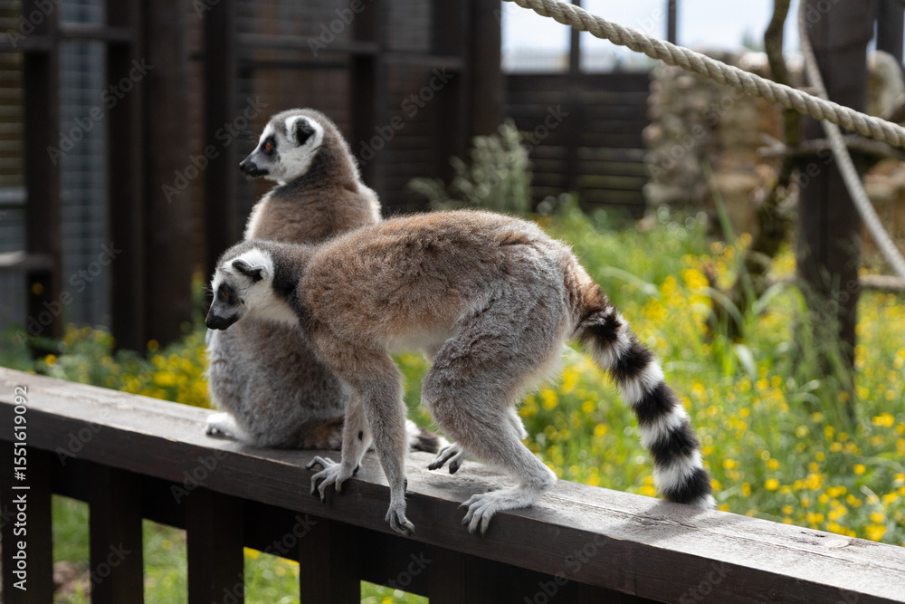 Obraz premium Ring-Tailed Lemurs Resting on a Wooden Fence in a Vibrant Outdoor Habitat