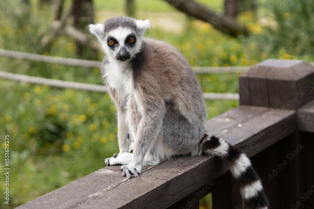 Fototapeta premium Captivating Lemur Sitting Outdoors Against a Vibrant Green Background