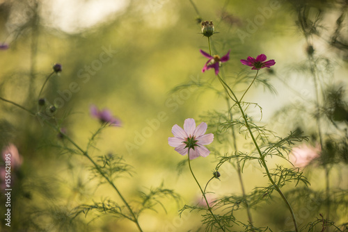 Lush cottage garden filled with cosmos flowers