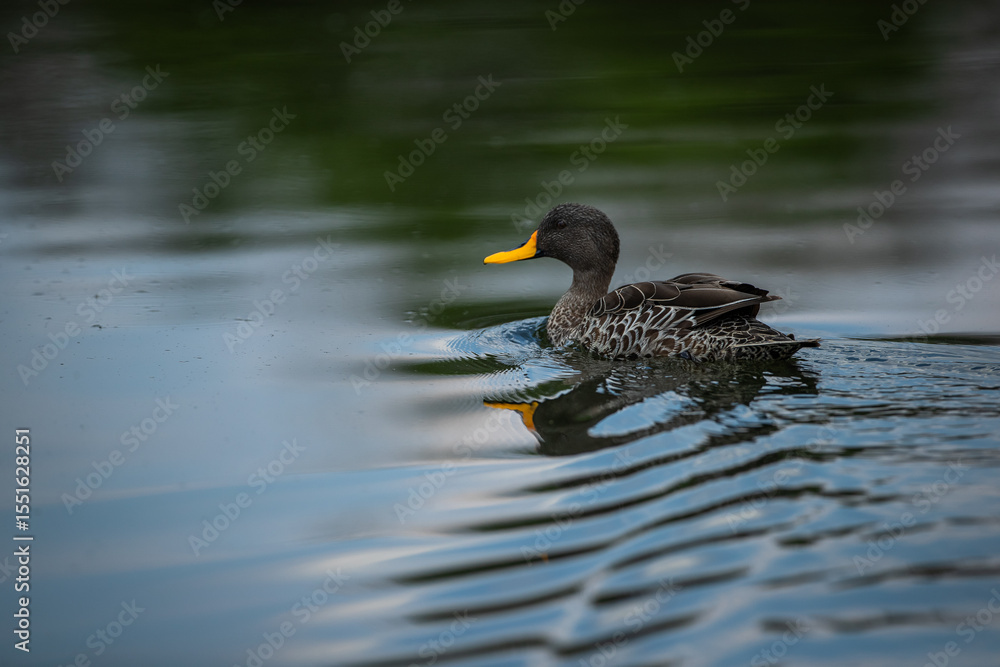 Fototapeta premium Yellow billed duck wading in a pond