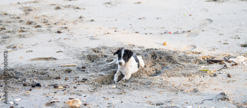 Photography Homeless street dogs on the beach of Kochi, India, abandoned and unhappy, stray