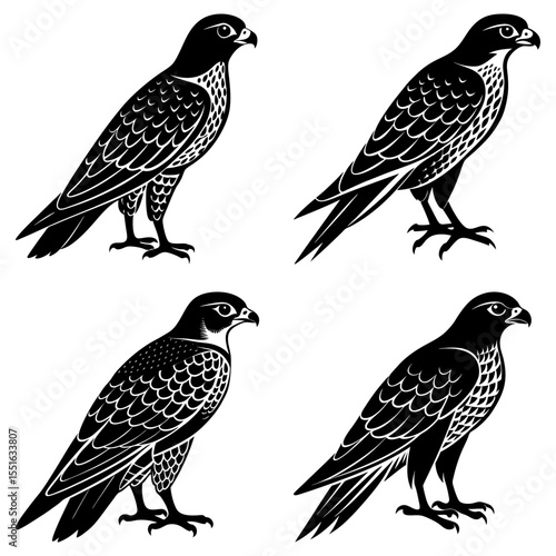 Four falcon silhouettes stand isolated on white background in graphic art